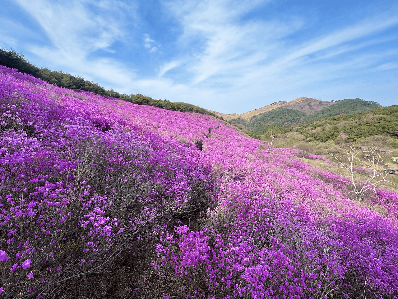 창녕 화왕산 진달래 군락지