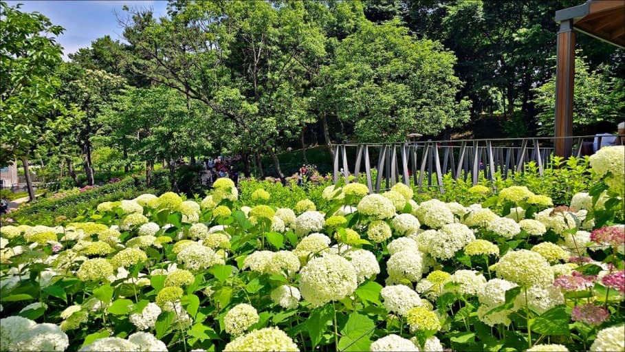 초안산 수국동산