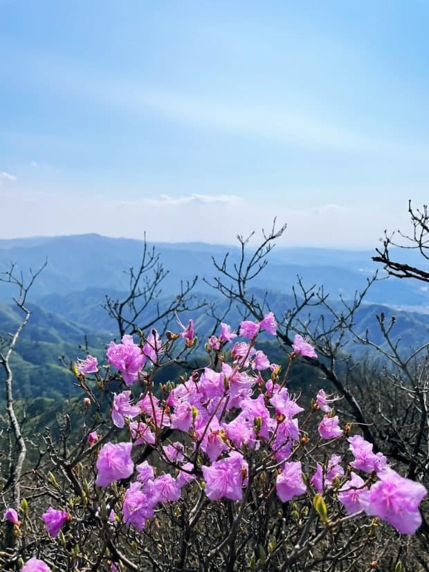 원주 치악산 진달래 군락지