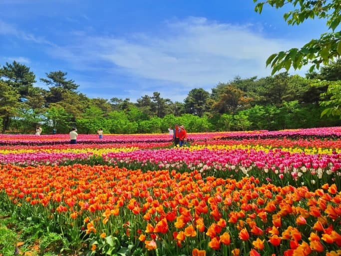 태안 코리아플라워파크 세계튤립꽃박람회