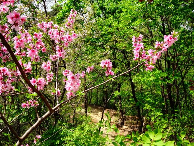 천안 태조산 진달래 군락지