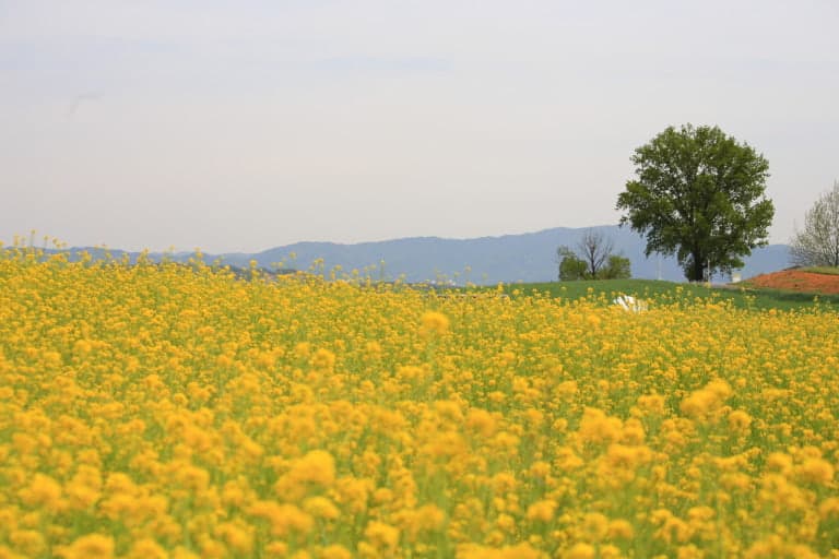 안성팜랜드 유채꽃