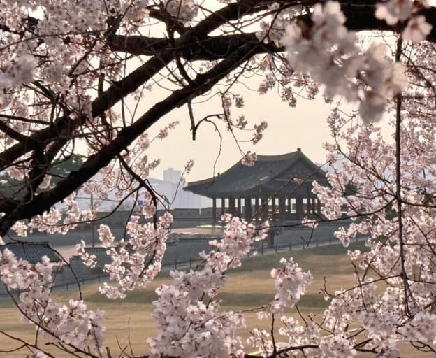 수원 화성 벚꽃길