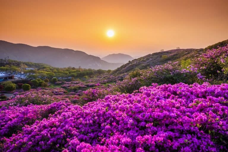 황매산 철쭉 군락지 (합천)