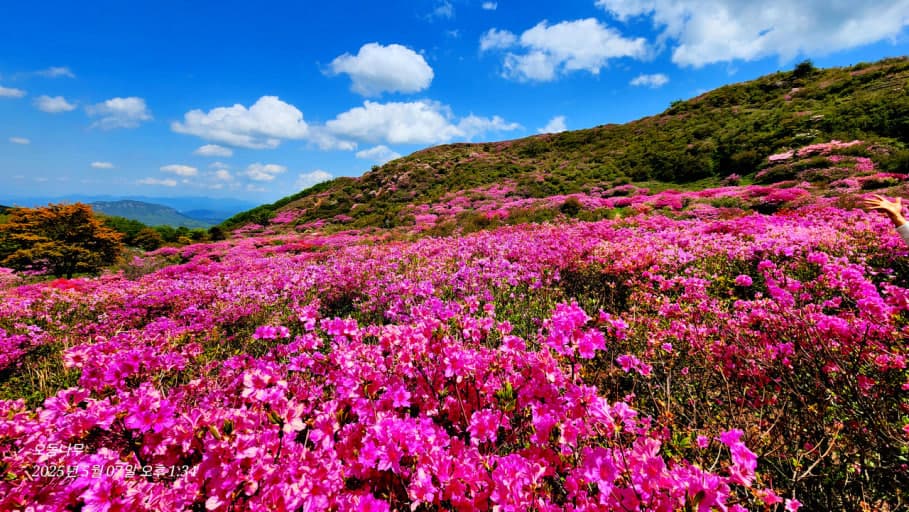 황매산 철쭉 (산청 모산재)