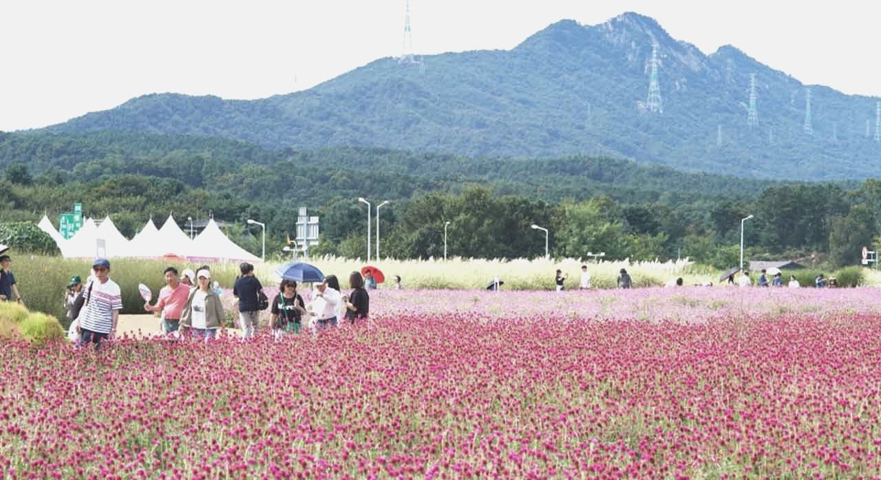 양주 나리공원 코스모스