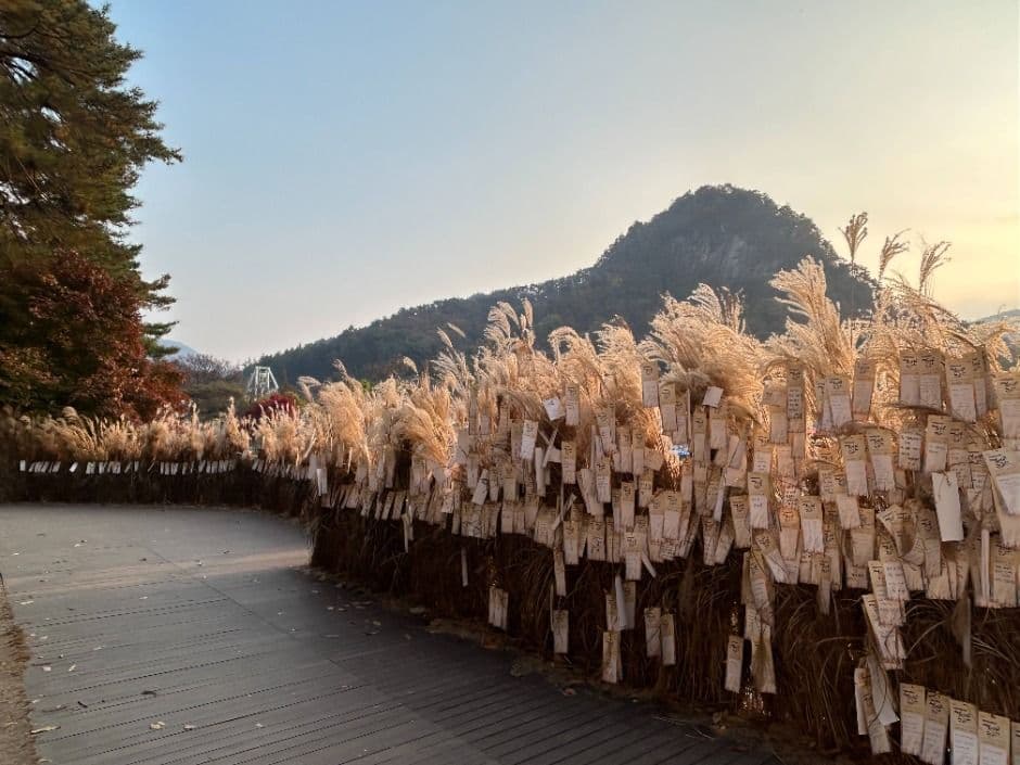 포천 산정호수 명성산 억새