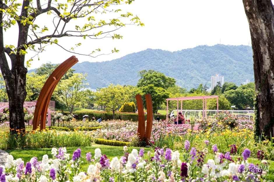 순천만국가정원 코스모스