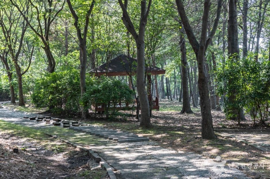 인천 드림파크 코스모스