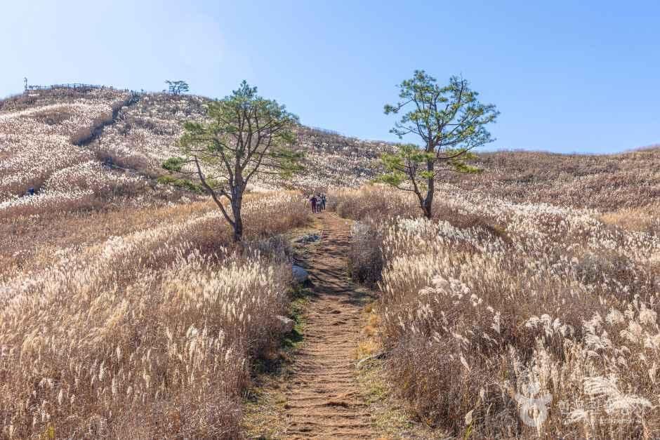 정선 민둥산 억새