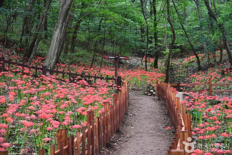 함평 용천사 꽃무릇공원