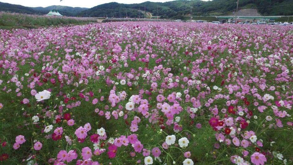 하동 북천 코스모스메밀꽃 단지