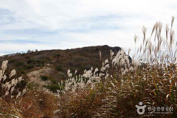 대구 비슬산 억새