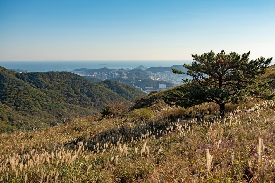 부산 승학산 억새
