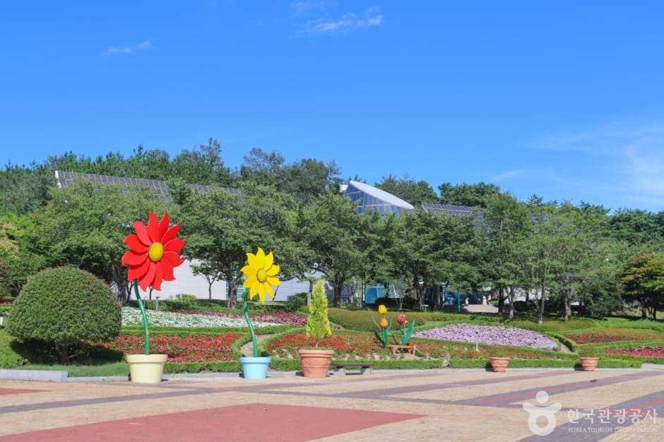 울산대공원 국화