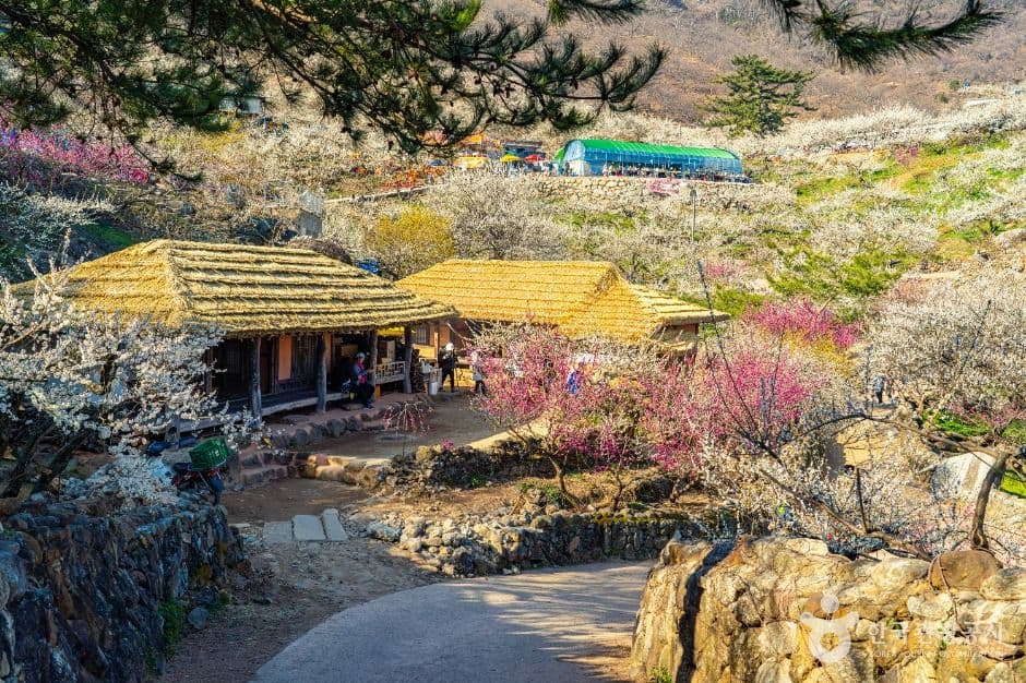 광양 섬진강 매화마을 (청매실농원)