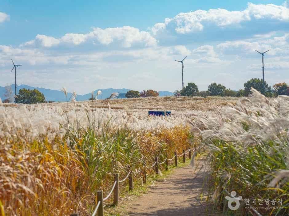 서울 하늘공원 억새
