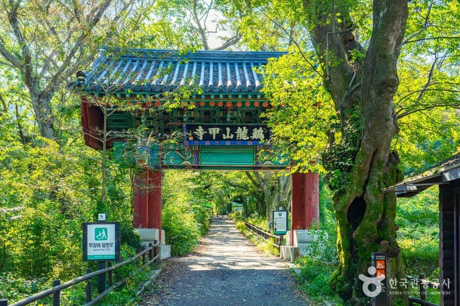 공주 갑사 꽃무릇
