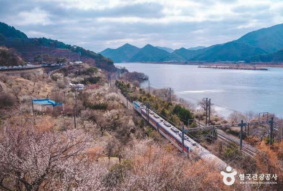 양산 원동 순매원