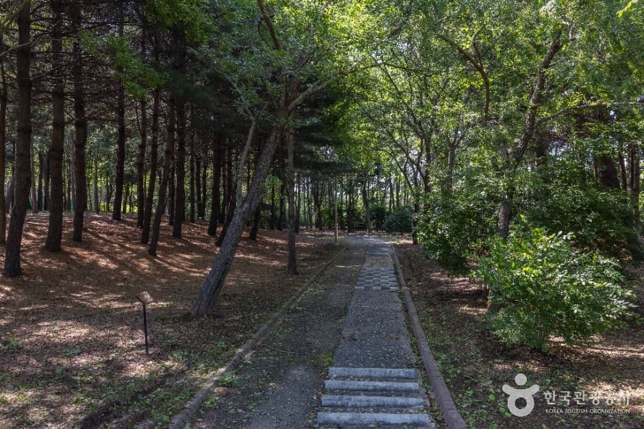 인천 드림파크 국화
