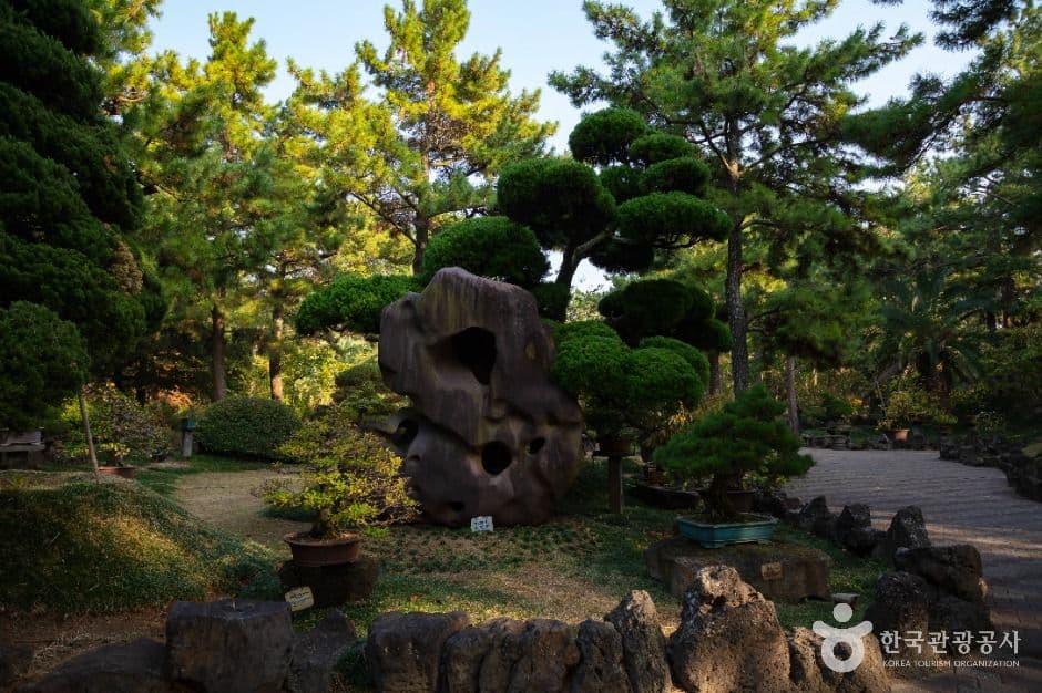 제주 한림공원 국화