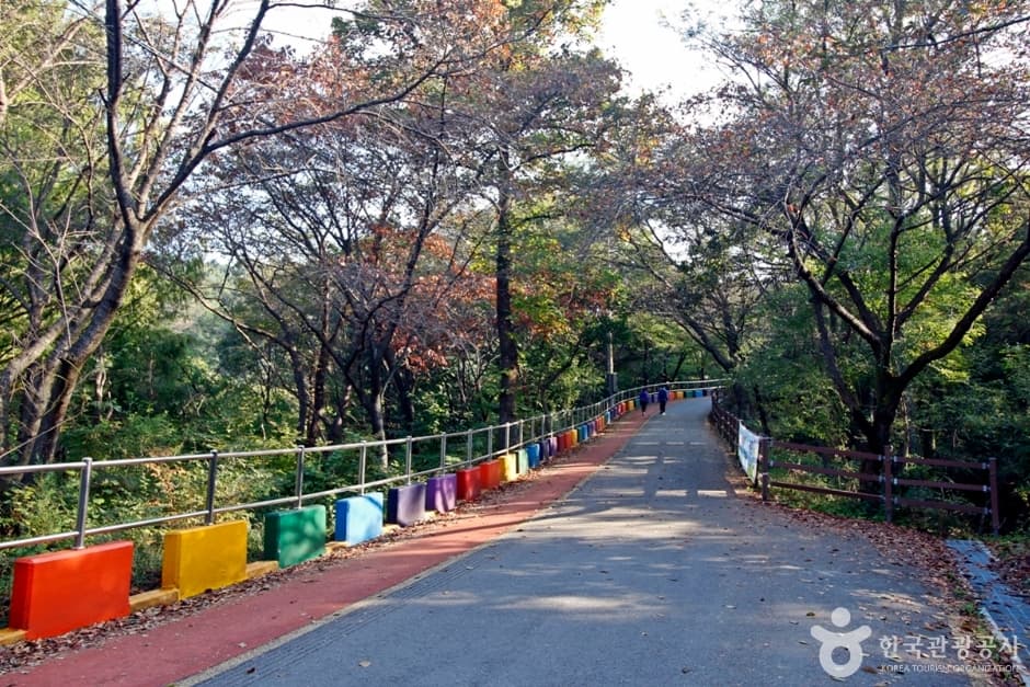 대전 보문산 개나리