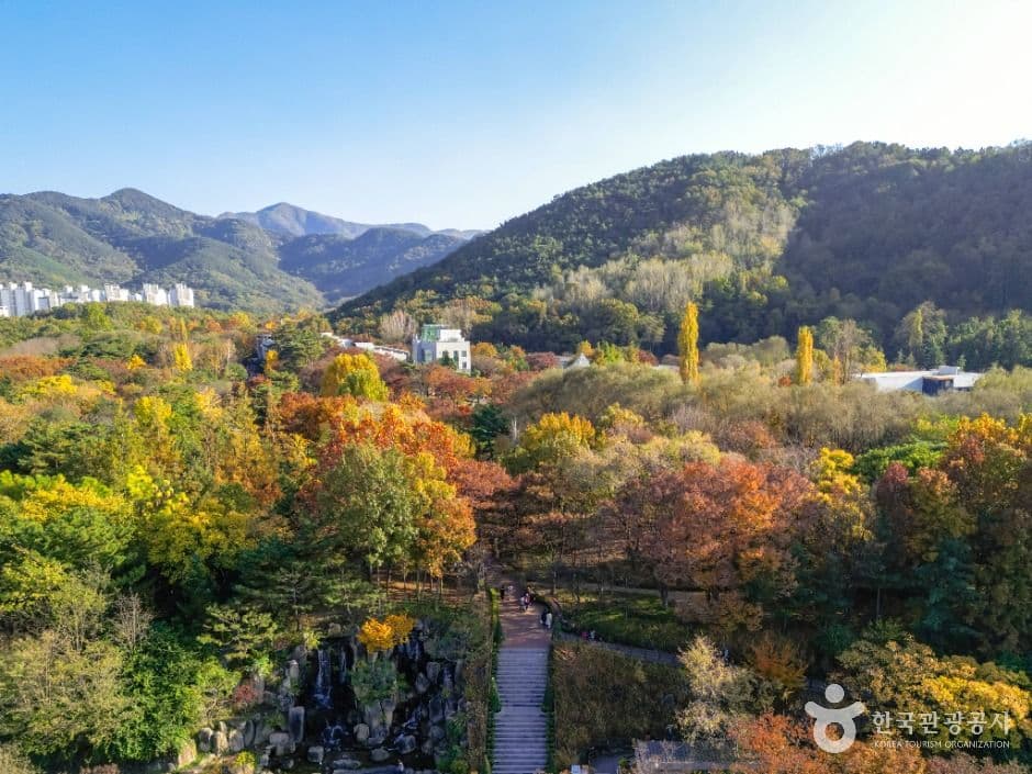 대구 두류공원 국화