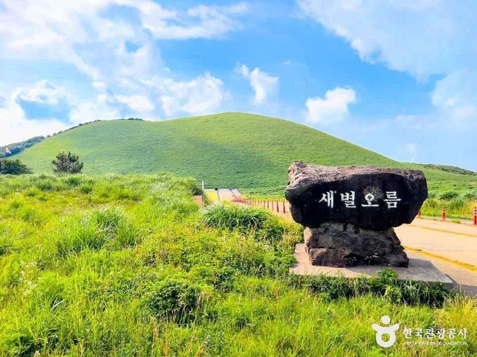 제주 새별오름 억새