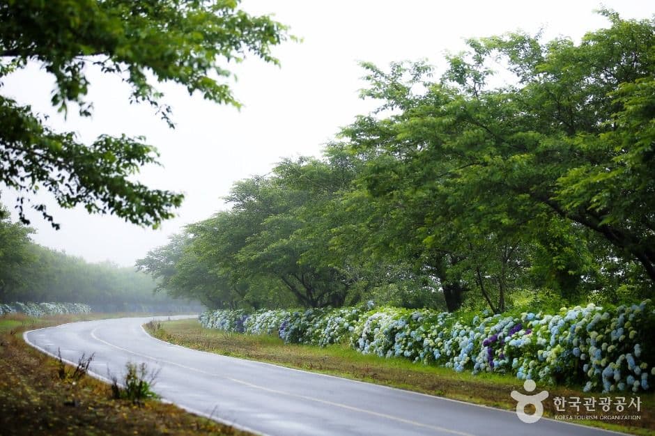 가시리 녹산로 유채꽃길