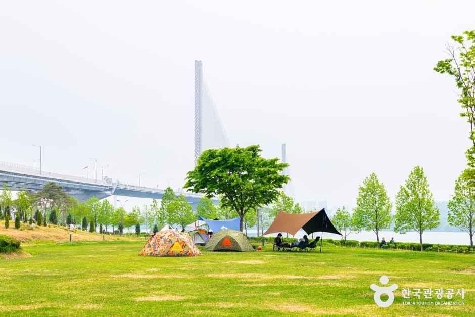 구리 한강시민공원 코스모스