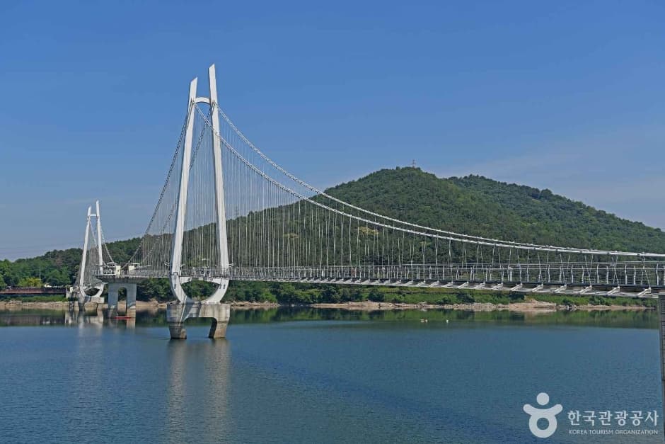 논산 탑정호 코스모스