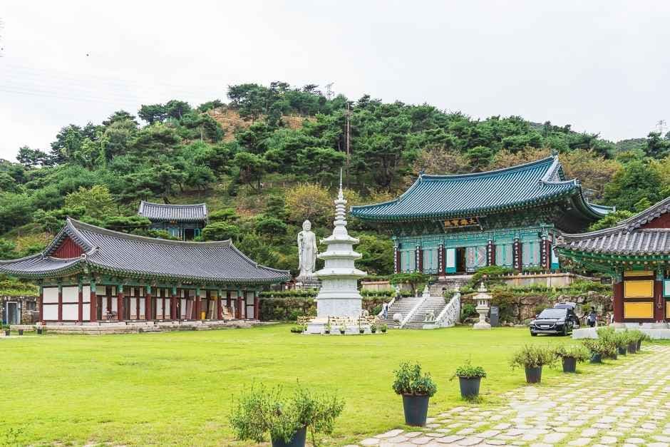 세종 영평사 구절초