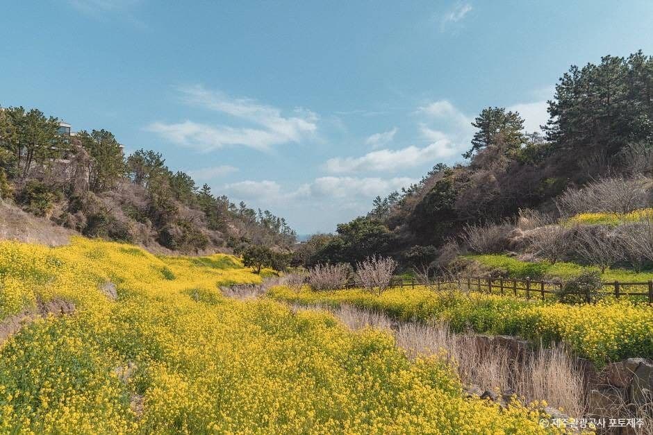 엉덩물계곡 유채꽃