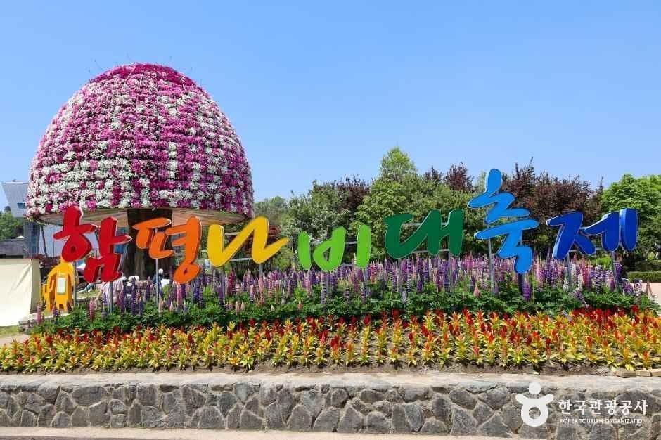 함평 대한민국국향대전 국화