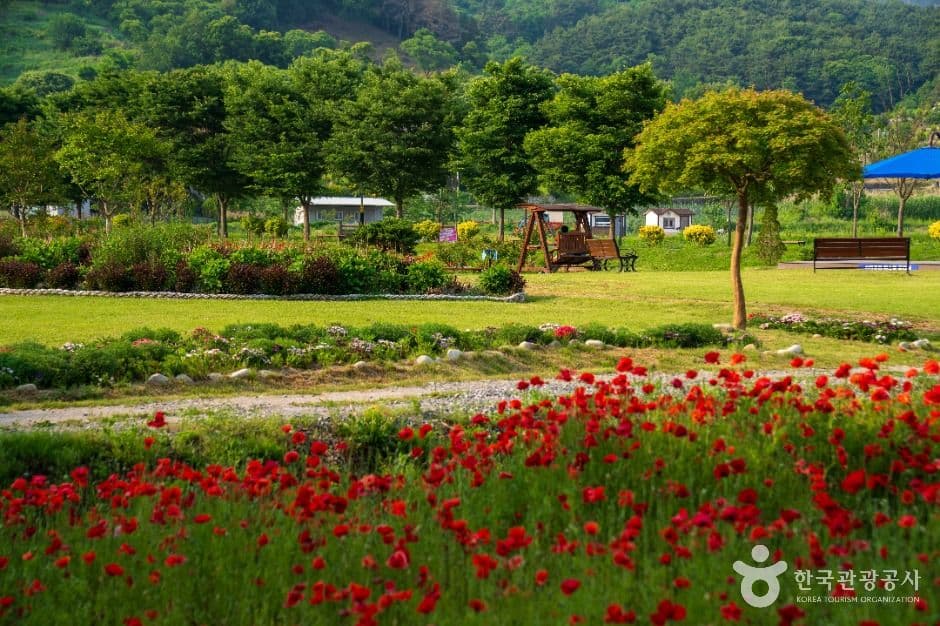 함양 상림공원 꽃무릇