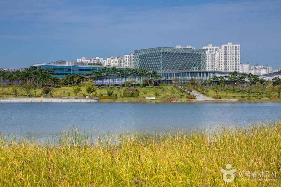 세종호수공원 국화