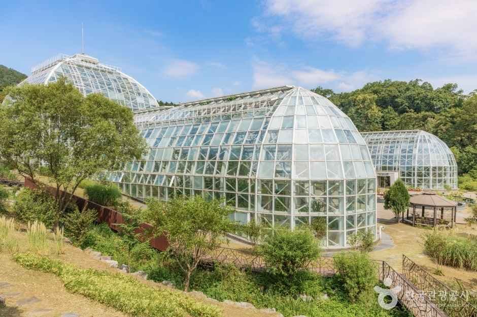 포천 국립수목원 꽃무릇