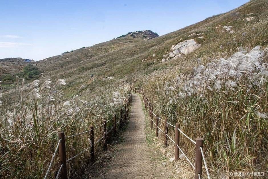 창녕 화왕산 억새