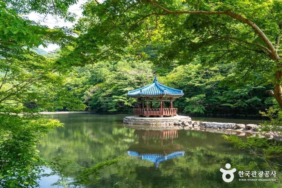 정읍 내장산 우화정 꽃무릇