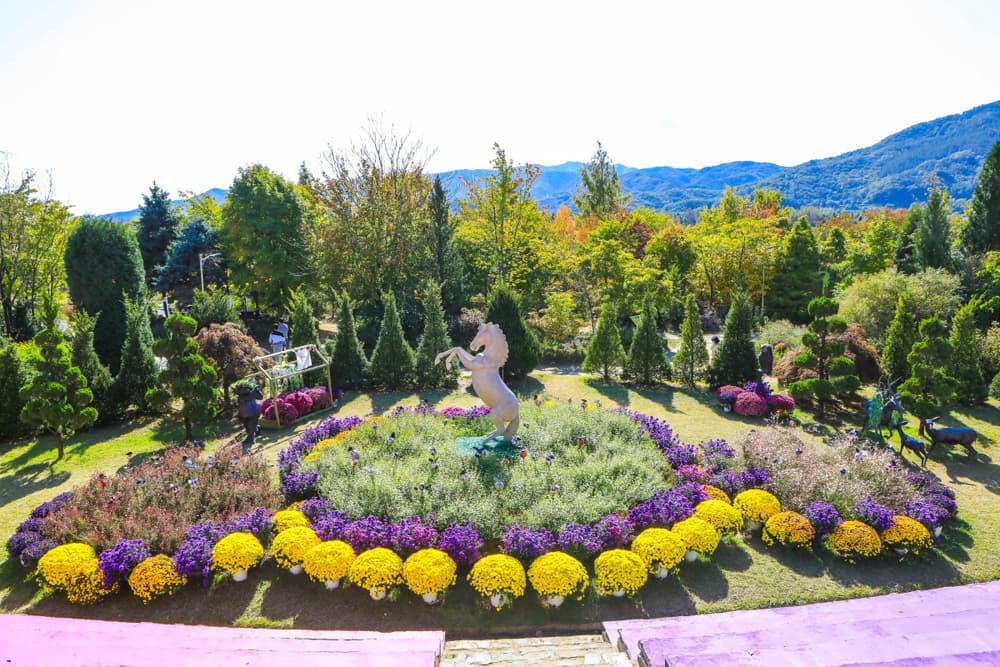 양평 들꽃수목원 구절초