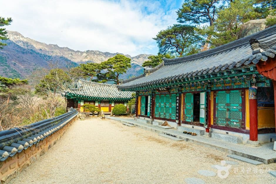 양산 통도사 홍매화 (자장매)