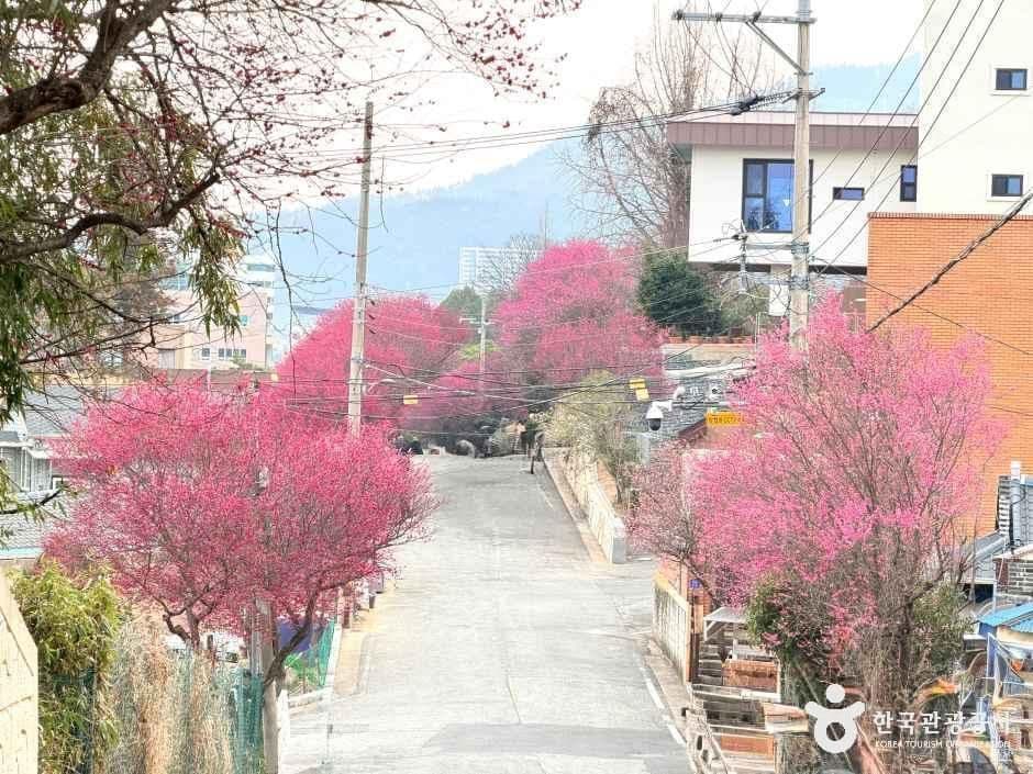 순천 탐매마을 (매곡동)