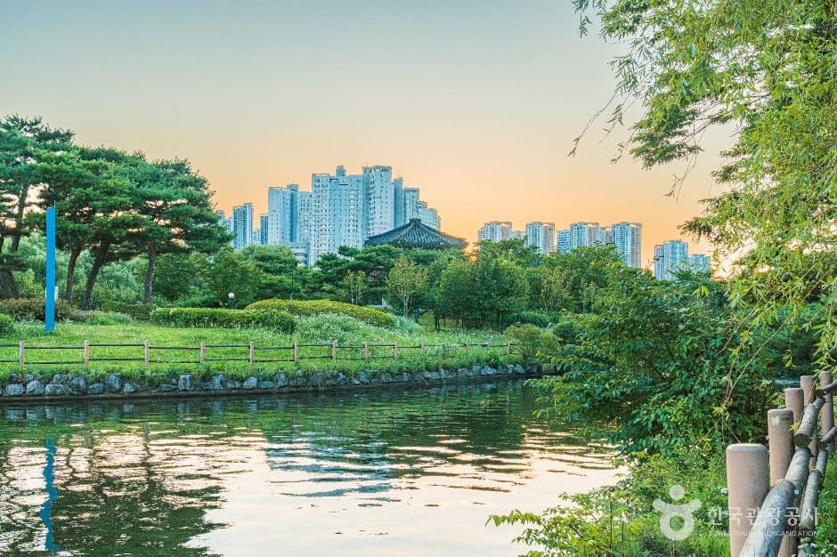 고양 일산호수공원 국화