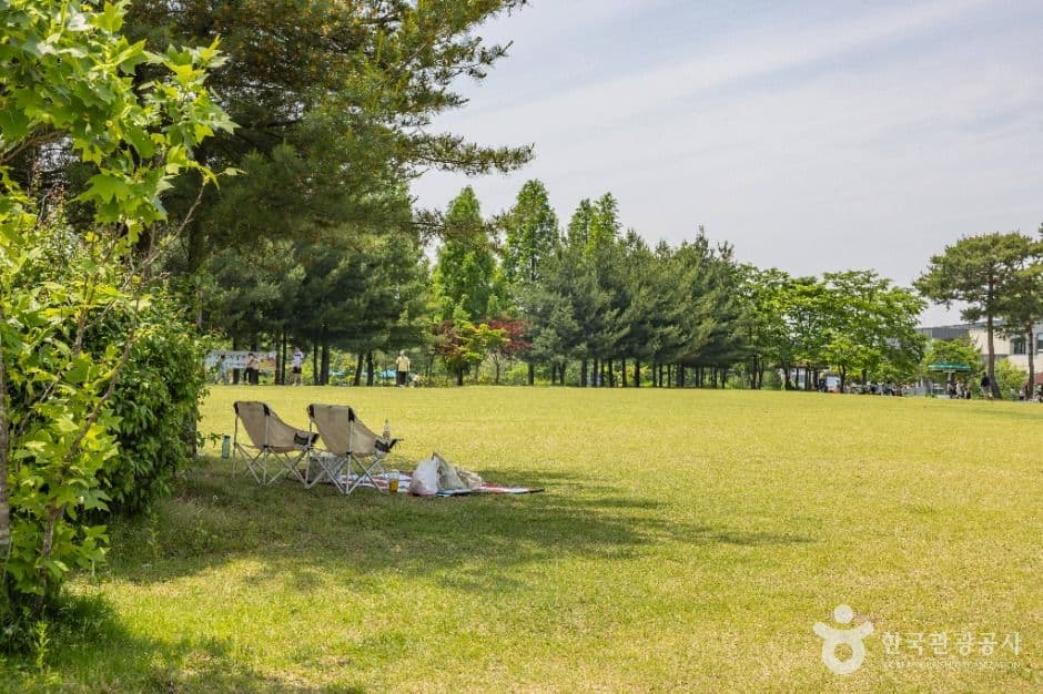 청주 문암생태공원 핑크뮬리