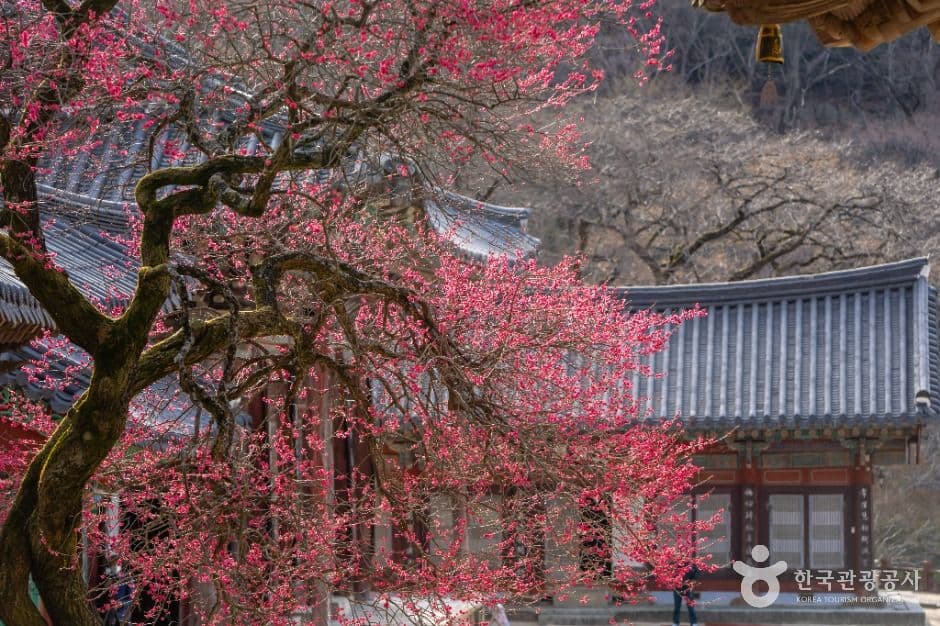 구례 화엄사 홍매화 (화엄매)