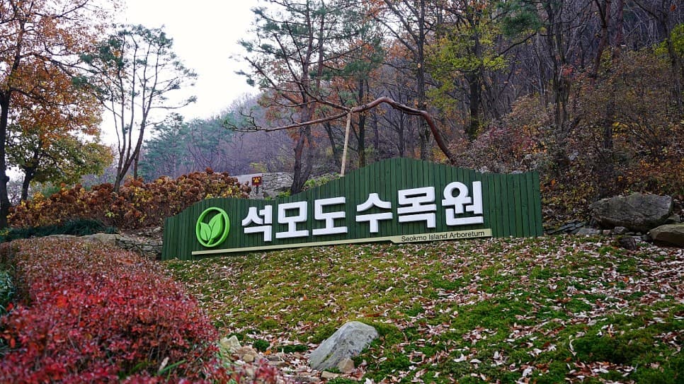 강화 석모도수목원 구절초
