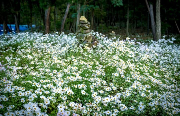 공주 구룡사 구절초