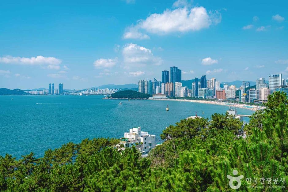 부산 해운대 달맞이길 개나리