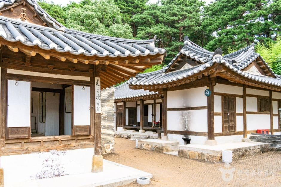 강릉 오죽헌 국화