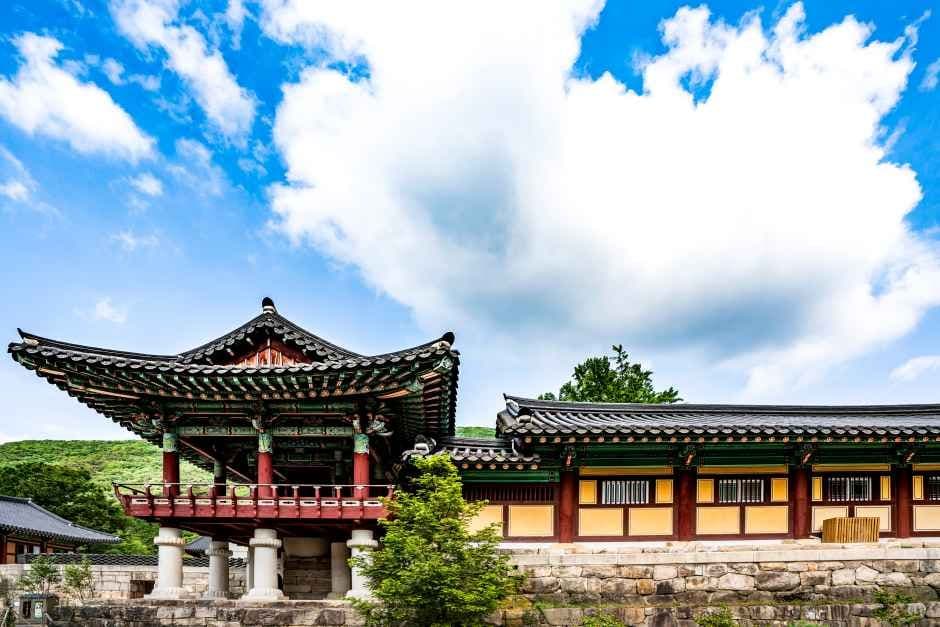 영광 불갑사 꽃무릇